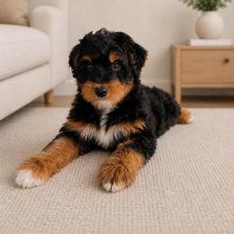 Louis Vuitton - Black tri-color male Aussiedoodle puppy in North Royalton, Ohio from Johnson's Doodles