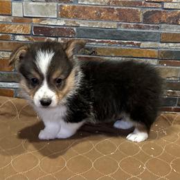 Boy3 - Black and tan male Pembroke Welsh Corgi puppy in Visalia, California from VIP Stables