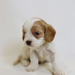 Linda Hamilton - Blenheim female Cavapoo puppy in Pleasant Grove, Utah from Canterbury Canines
