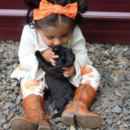 Labrador Retriever Puppies from Pure Joy Labradors