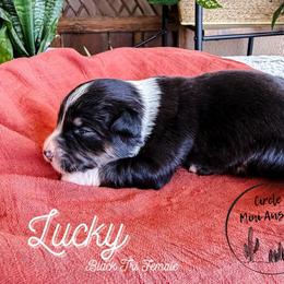 Lucky - Black tri female Miniature Australian Shepherd puppy in Apache Junction, Arizona from Circle T Mini Aussies