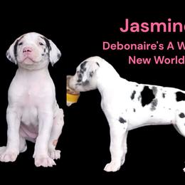 Princess Catherine - Harlequin female Great Dane puppy in Brookings, South Dakota from Debonair Danes