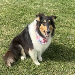 Nova - Collie