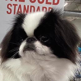 Hansi - Japanese Chin