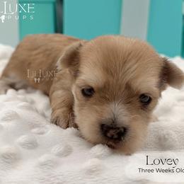 Lovey - Merle female Morkie puppy in Scottsdale, Arizona from Lil Luxe Pups