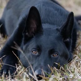 German Shepherds from Biloxi Creek Kennels