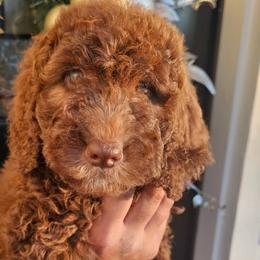 Labradoodle puppies from Doodles of CT