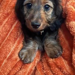 Boy 1 - Sable male Dachshund puppy in Saint Robert, Missouri from Crowesnest Dachshund