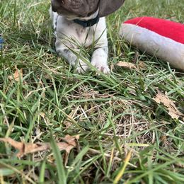 German Shorthaired Pointer Puppies from Pilgrims Trails Pointers