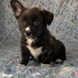 Tahoe - Brindle and white male American Corgi puppy in Hope, Arkansas from Foxy Knoll Farm