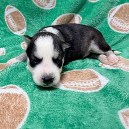 AKC Simon - Black and white male Siberian Husky puppy in Centreville, Maryland from Huskies By the Bay