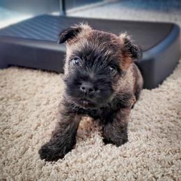 Cairn Terrier Puppies from Luckenbooth Cairns