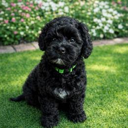 Legend - Black male Australian Labradoodle puppy in Denton, Texas from Liberty Hill Labradoodles
