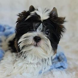 Collin - Parti male Yorkshire Terrier puppy in Bradley, South Carolina from Diamonds & Pearls Yorkshire Terriers