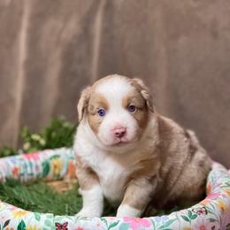 Flame - Red merle male Australian Shepherd puppy in California from Eagle River Aussies