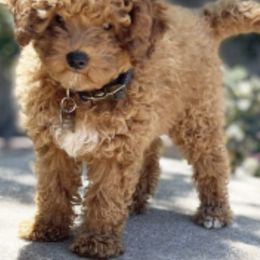 Leo - Maltipoo