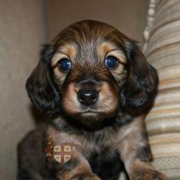 Harry- Shaded Red Longhair, Half Russian - Red male Dachshund puppy in Miami, Florida from Haus Ernand Dachshunds