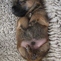 Border Terriers from Firelands Border Terriers