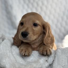 Dachshund Puppies from Dash of Love