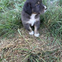 Phenix - Australian Shepherd puppy in Otis, Oregon from Heritage Hill Aussies