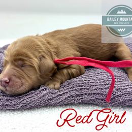 Red Girl - Red  female Goldendoodle puppy in Travelers Rest, South Carolina from Bailey Mountain Doodles