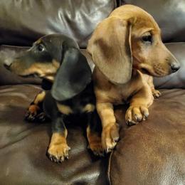 Beast boy - Red male Dachshund puppy in Tucson, Arizona from Luna May's daschunds