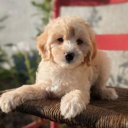 Draco - Cream male Goldendoodle puppy in Tucson, Arizona from Ever After Doodles Arizona