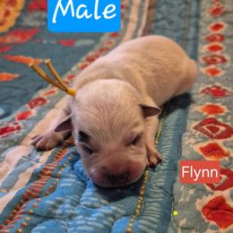 Flynn - Blue male Australian Cattle Dog puppy in Prescott Valley, Arizona from KS Cattle Dogs