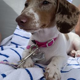 Dachshund Puppies from Tropic Dachshunds