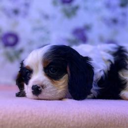 Loyd - Tri-color male Cavalier King Charles Spaniel puppy in Crawford, Tennessee from Lilly Lane Spaniels