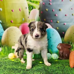 Dwight - White and blue merle male Border Collie puppy in Avilla, Indiana from Borderline Kennels