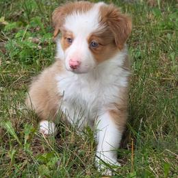 Tynk - Red merle female Border Collie puppy in Watsontown, Pennsylvania from Kate Gresham