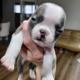 Pea - Blue male Boston Terrier puppy in Star, North Carolina from Meatloaf's Bostons Family