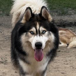 Finley - Siberian Husky