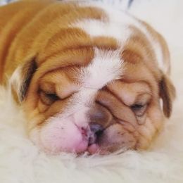 English Bulldog Puppies from LydyBug Bulldogs
