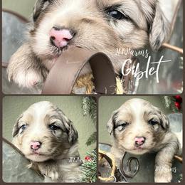 (3) Giblet - Blue merle male Miniature Australian Shepherd puppy in Huntington, Texas from JKKJ Farms