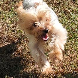 Maltipoos, Yorkipoos, and Yorkshire Terriers from Mandy's Yorkie's , Yorkiepoo's & Maltipoo's