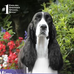 Mira - English Springer Spaniel