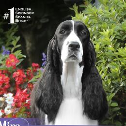 Mira - English Springer Spaniel