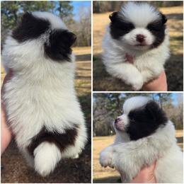 Fudge swirl - Chocolate parti male Pomeranian puppy in Creswell, North Carolina from Grace's Poms🐾💕