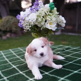 Blue Collar Service Dog - White and gold Border Collie puppy in Dublin, California from Borders of Beauty: The Perfect Blend of Beauty and Brains