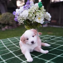 Blue Collar Service Dog - White and gold Border Collie puppy in Dublin, California from Borders of Beauty: The Perfect Blend of Beauty and Brains