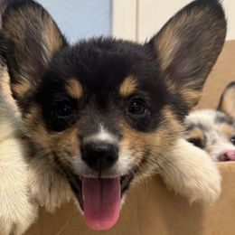 Skunk - Black and tan male Pembroke Welsh Corgi puppy in Chowchilla, California from CalValley Kennels