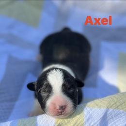 Axel - Black and white male Cardigan Welsh Corgi puppy in Hope, Arkansas from Foxy Knoll Farm