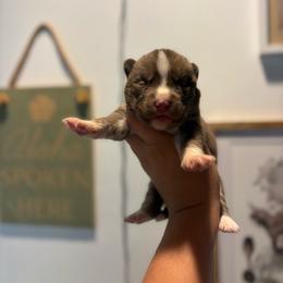 Boy 2 - Red and white male Siberian Husky puppy in Pelham, Alabama from Tails & Belles Dog Breeding