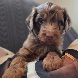 Billie - Red merle female Aussiedoodle puppy in Prescott Valley, Arizona from Ramirez Family Doodles