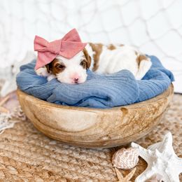 Sunny- pink collar girl - Blenheim female Cavapoo puppy in Melbourne, Florida from Space Coast Doodle Co.