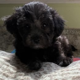 Maltese and Maltipoo Puppies from BeachRidge Pups