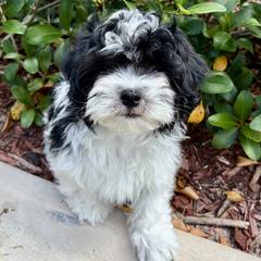 Havana Silk Dog and Havanese Puppies from Dunhill Havanese