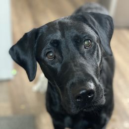 Shadow - Labrador Retriever